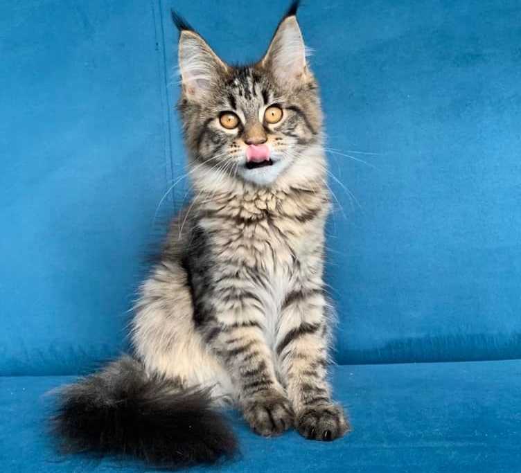 Maine coon cats for sale in Tulsaoklahoma, buy maine coon cat at cheap price in Tulsaoklahoma