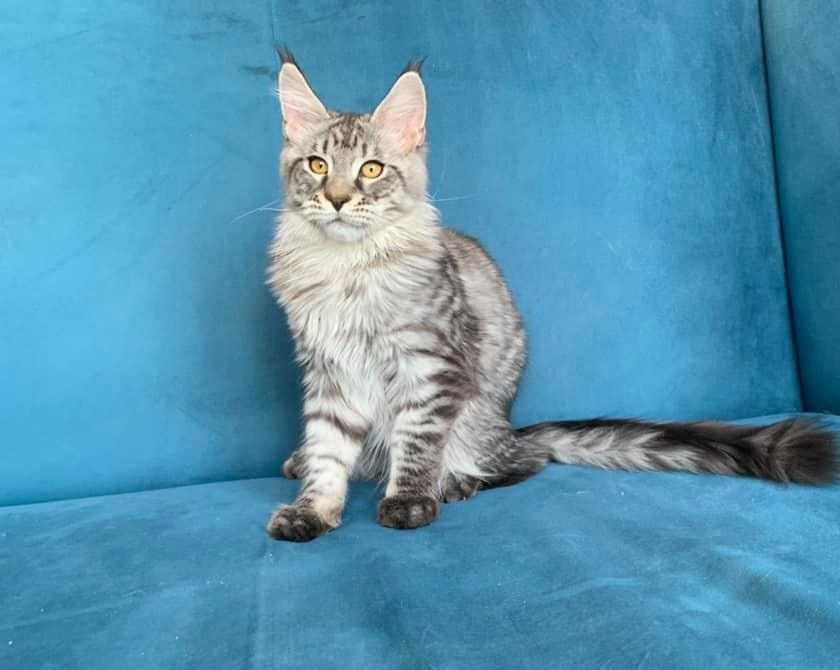 Maine coon cats for sale in Tulsaoklahoma, buy maine coon cat at cheap