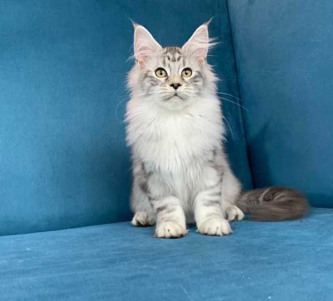 Maine coon cats for sale in Tulsaoklahoma, buy maine coon cat at cheap